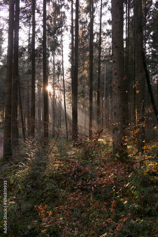 Fototapeta premium Sonnenstrahlen im Wald beim Schwenninger Moos 1/2