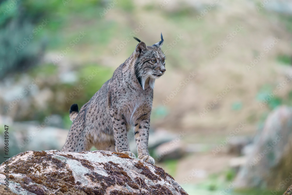Obraz premium Iberian lynx (Lynx pardinus) in the wild
