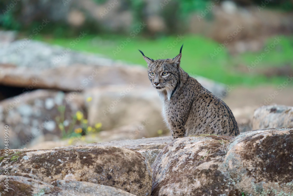Obraz premium Iberian lynx (Lynx pardinus) in the wild