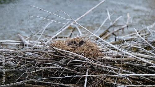 Gallinula chloropus, Young specimens of Moorhen in their nest placed on a natural dam made of tree branches.
