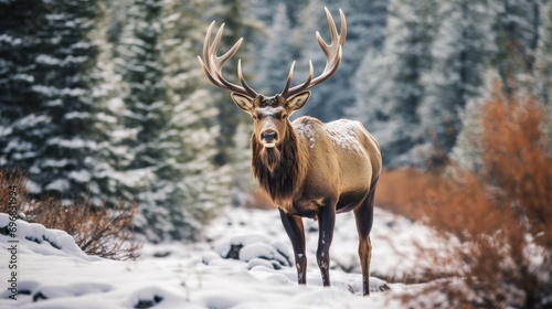 Beautiful deer in the wild in winter in the mountains. Realistic deer in the forest in winter. Reindeer close-up. Elk in the forest in winter. Generative ai © Nataly G