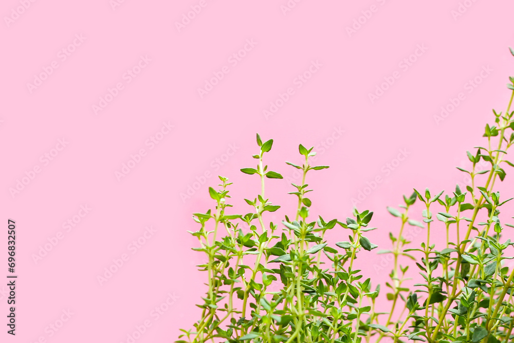 Fresh thyme on pink background.