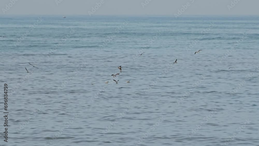 Flock of white wild seagulls flights over sea Flock of white wild seagulls flights over sea