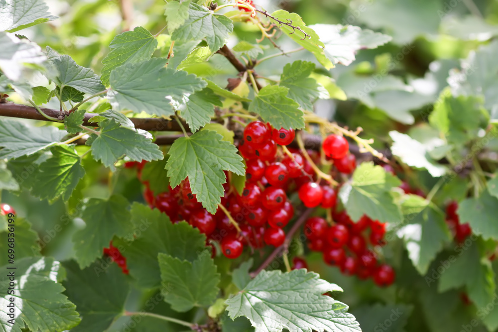 Ripe red currant berries. Healthy food ingredients. Ripe red currant berries. Healthy food ingredients.
