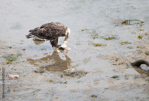 Bald Eagle eating discarded fish processing waste in Seldovia, Alaska, USA photo