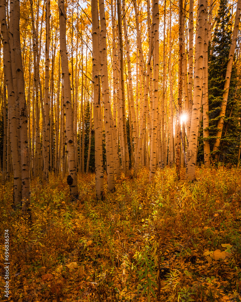 Low Angle Sunflare Peaking Through Aspen Trees Golden Yellow Forest in Autumn in Colorado