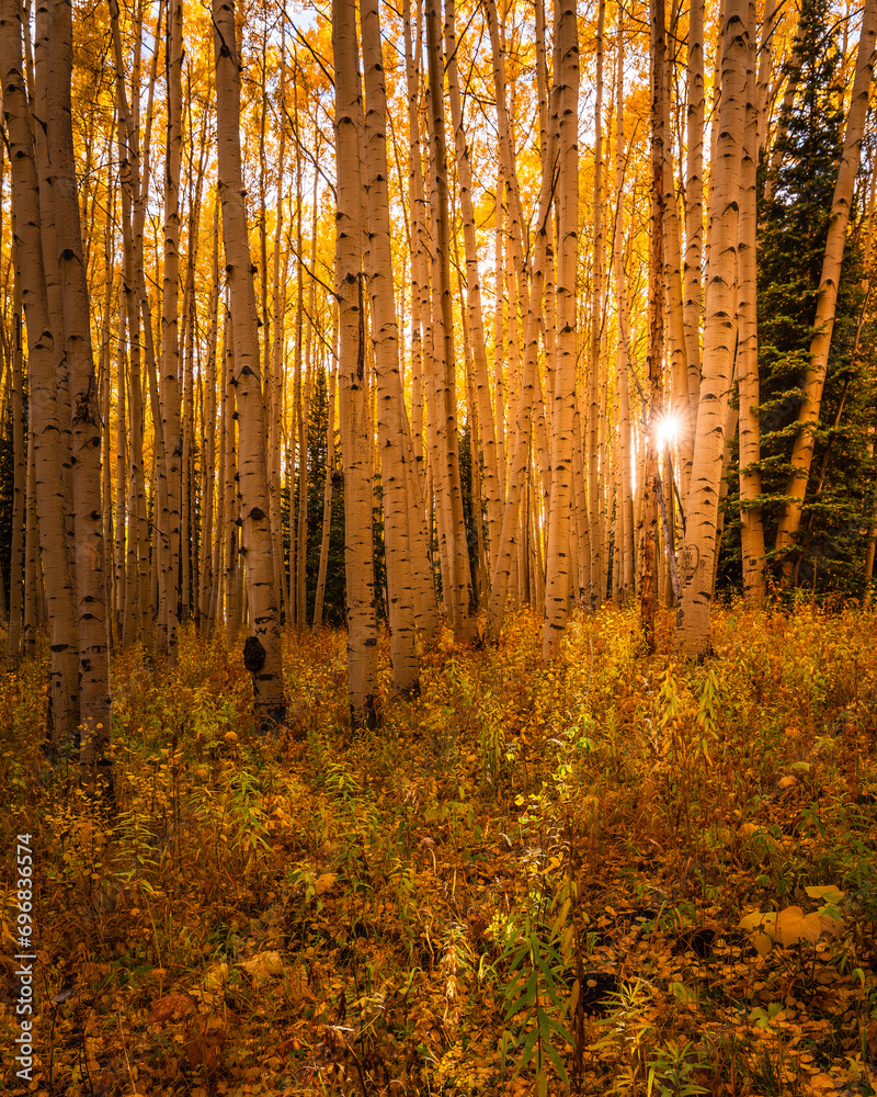Fototapeta premium Low Angle Sunflare Peaking Through Aspen Trees Golden Yellow Forest in Autumn in Colorado