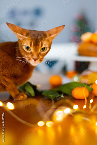 Red Abyssinian cat with sparkling garland and tangerines 