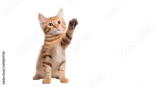 Cat High Five On Transparent Background