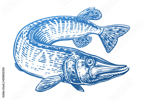 Big pike is swimming. Predatory fish in water. Hand drawn aquatic animal vector illustration photo