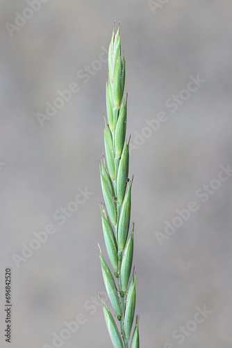 Couch grass, Elymus repens, also known as common couch, quick grass, dog grass or witchgrass, wild invasive weed from Finland photo