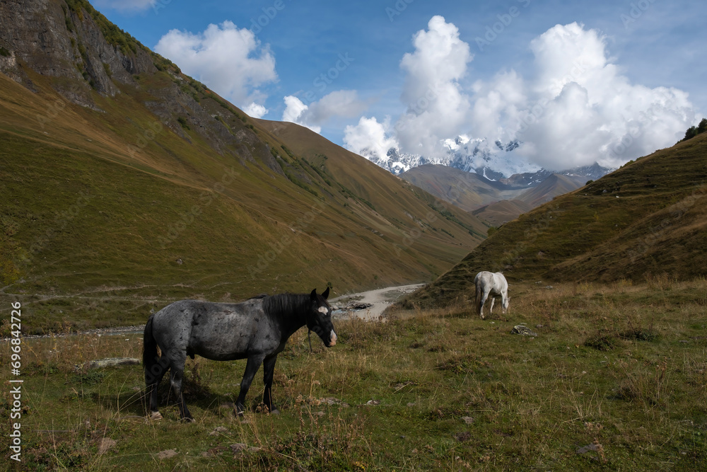 horses in a meadow in a mountain valley