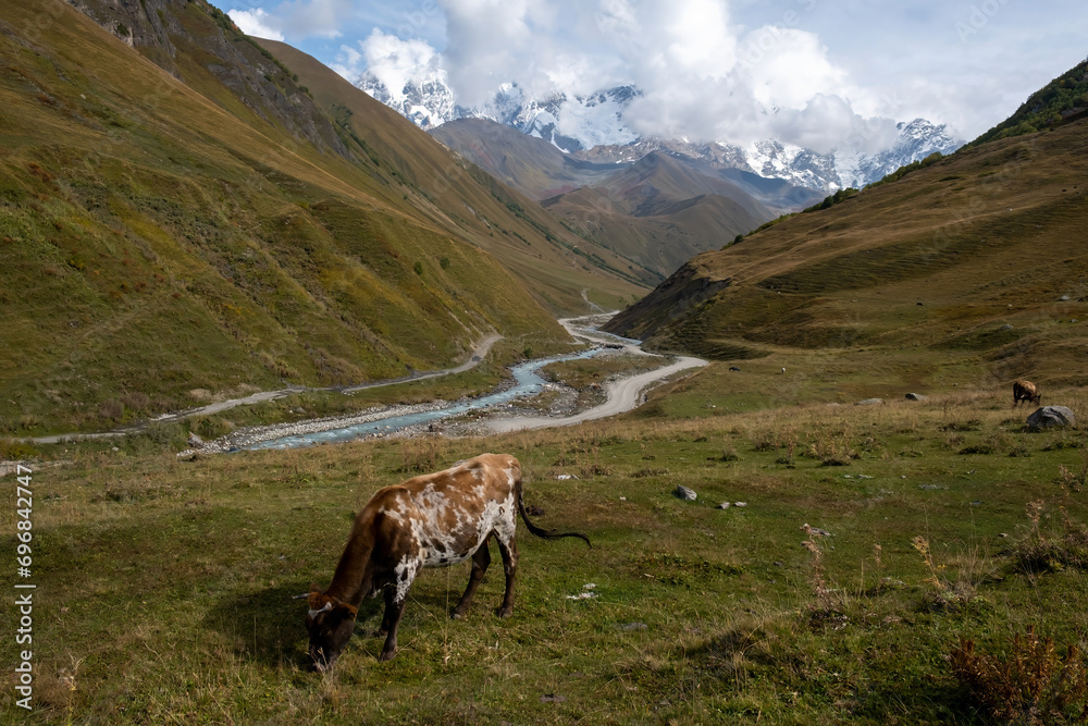 Cow in a meadow in a mountain valley