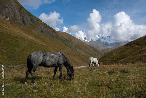 horses in a meadow in a mountain valley