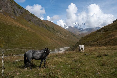 horses in a meadow in a mountain valley