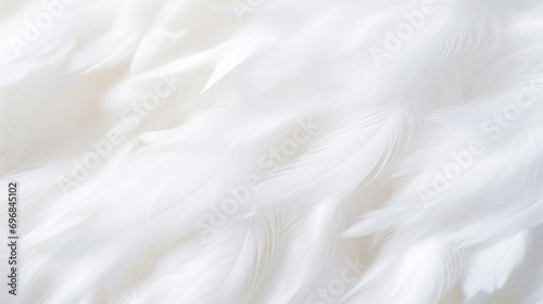 Feathers of a white bird as a background. Soft focus