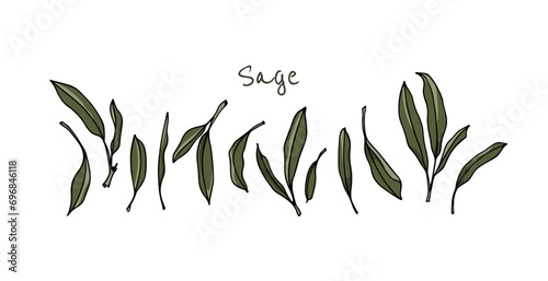 Vector card with hand drawn row of fresh sage leaves. Beautiful culinary illustration, ink drawing.