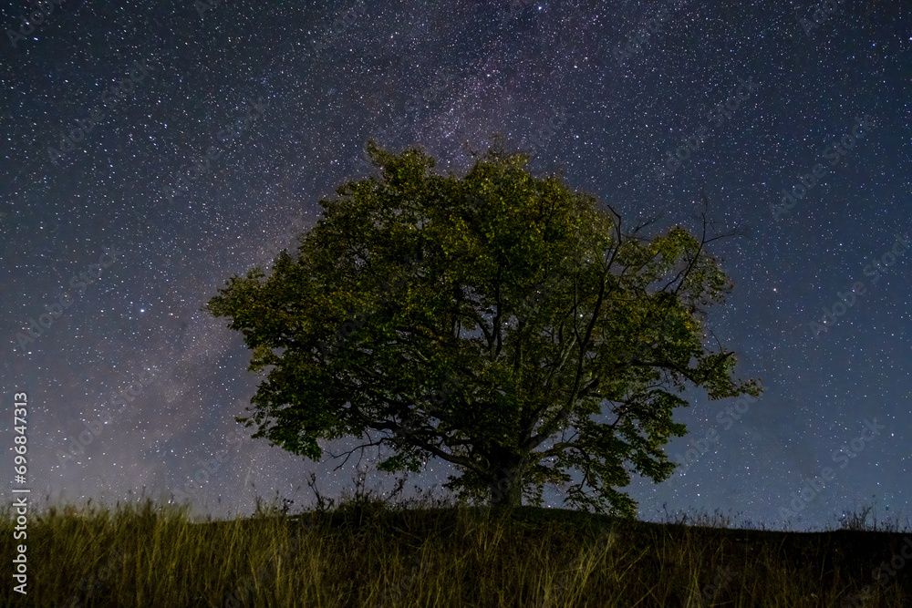 Mighty lonely tree against the background of the starry sky Mighty lonely tree against the background of the starry sky