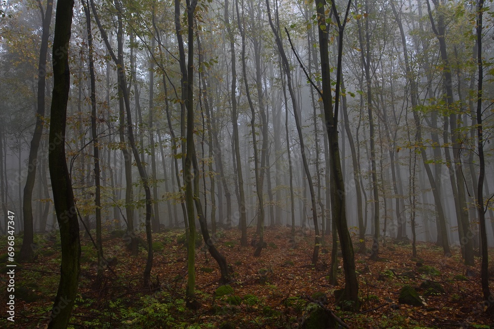 fog in the mysterious autumn forest