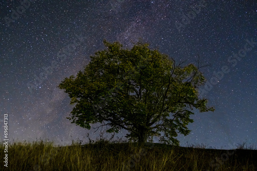 Mighty lonely tree against the background of the starry sky