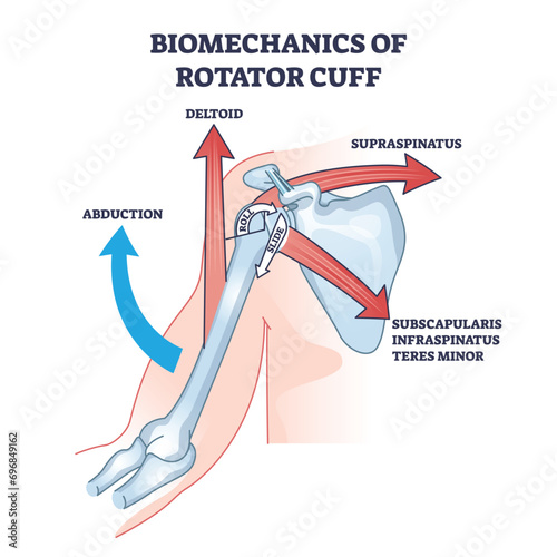 Biomechanics of rotator cuff with anatomical movement types outline diagram. Labeled educational medical scheme with abduction, deltoid and supraspinatus body flexibility options vector illustration. photo