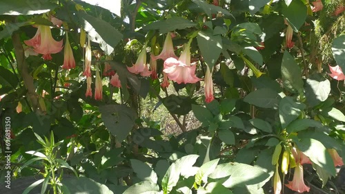 beaitiful white pink green flowers