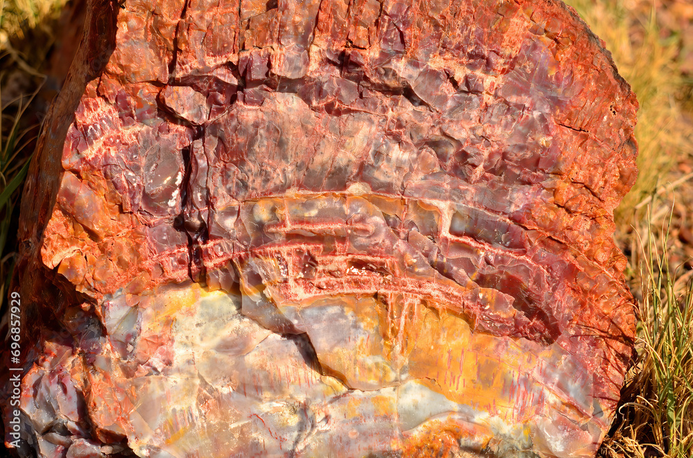 Petrified Tree Petrified Tree