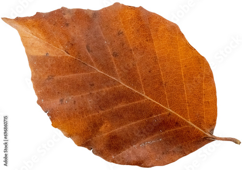 European beech tree leaf in autumn colors, isolated image, transparent background