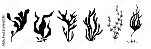 Set of seaweed silhouettes. Vector graphics. photo