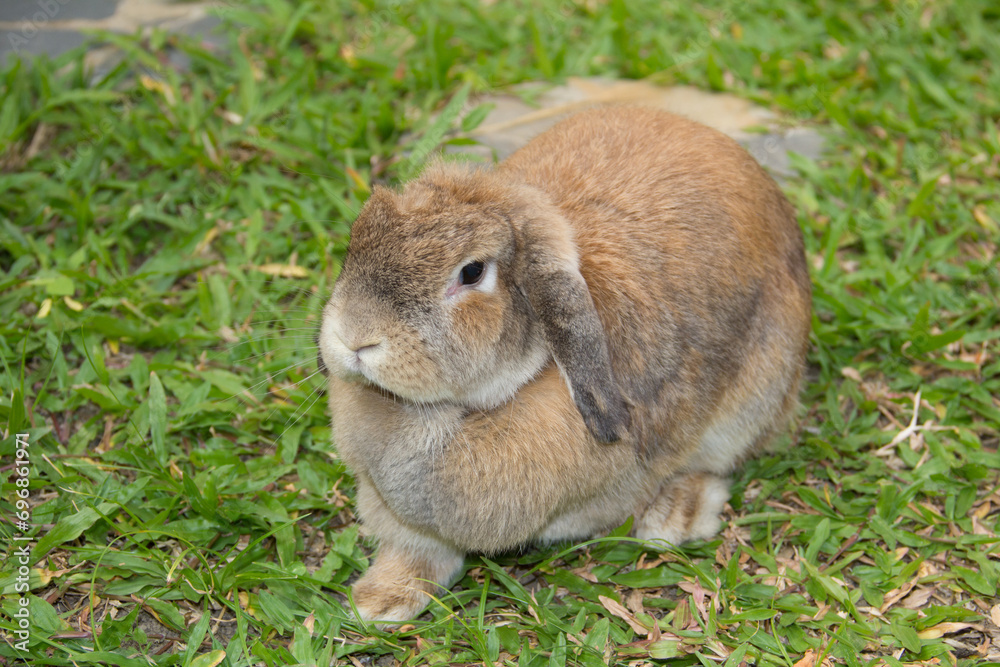 Cute rabbit with lop ears and chubby brown is resting in garden of country house. It was tamed Holland Lop rabbit. It's fat, young, fluffy and playful. Chiang Mai Thailand. Cute rabbit with lop ears and chubby brown is resting in garden of country house. It was tamed Holland Lop rabbit. It's fat, young, fluffy and playful. Chiang Mai Thailand.