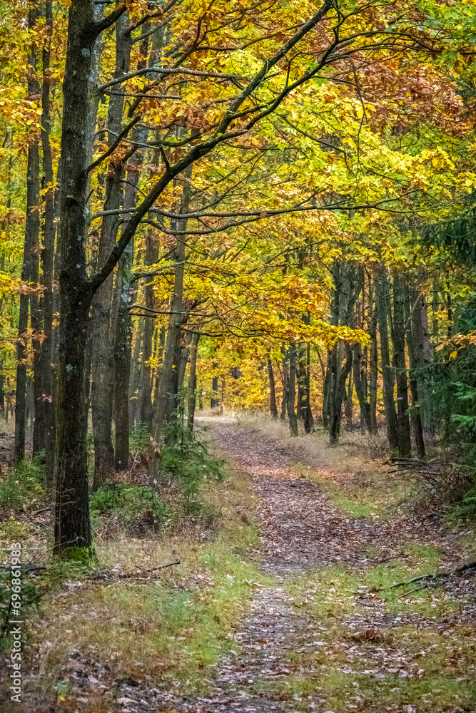 Autumn path through colorful autumn forest