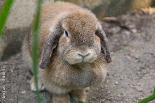 Cute rabbit with lop ears and chubby brown is resting in garden of country house. It was tamed Holland Lop rabbit. It's fat, young, fluffy and playful. Chiang Mai Thailand.