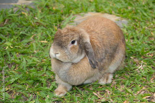 Cute rabbit with lop ears and chubby brown is resting in garden of country house. It was tamed Holland Lop rabbit. It's fat, young, fluffy and playful. Chiang Mai Thailand.