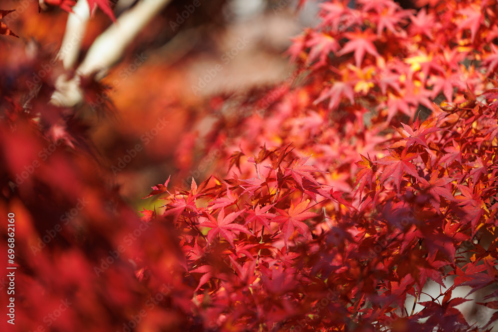 紅葉 紅葉
