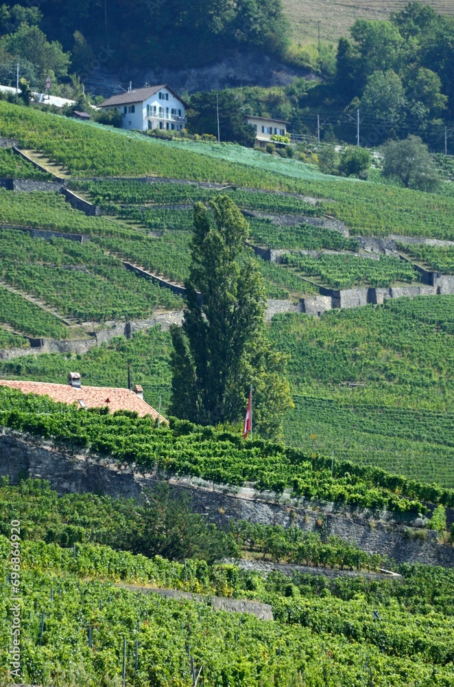 Bourg-en-Lavaux y los viñedos junto al Lago Leman, cantón de Vaud, Suiza