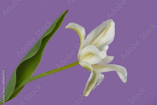 Flower white lily isolated on lilac background.