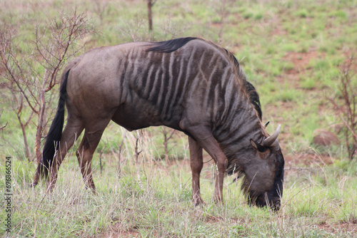 Wildebeest in the savannah