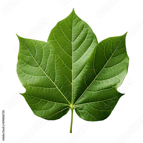 green leaf png. leaf png. green leaf isolated png. green leaf flat lay. green leaf top view png. Maple leaf png  oak leaf png  pine leaf png  palm leaf png  fern png