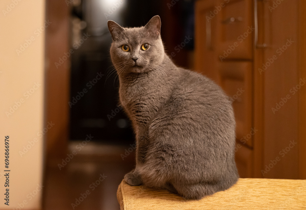 Blue shorthair british cat on the couch