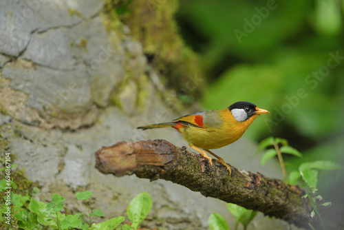 Silver-eared Mesia birdwatching in the forest photo