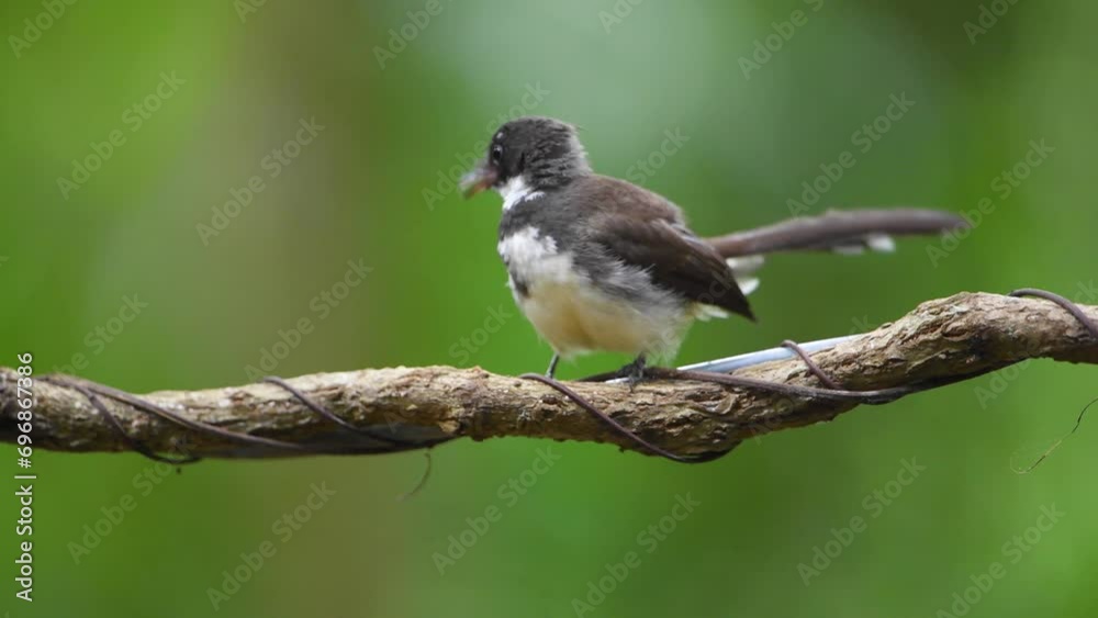 Sooty-headed Bulbul birdwatching in the forest Sooty-headed Bulbul birdwatching in the forest