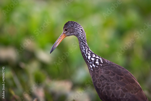 Limpkin in wetland environment,Pantanal Forest, Mato Grosso, Brazil. photo