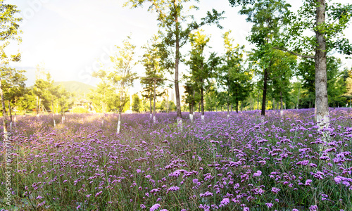 Background of purple verbena flowers photo