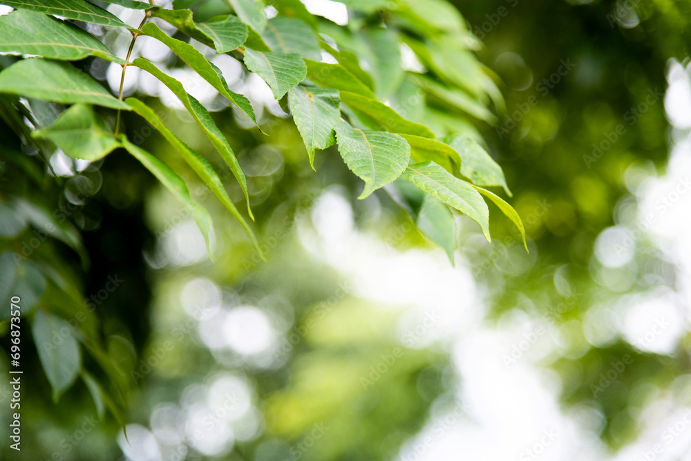 Obraz premium Background of fresh green leaves