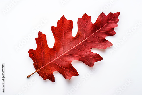 Red autumn oak leaf isolated on a white background