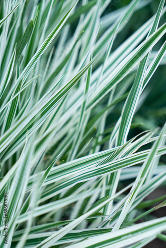 Reed Canary grass Phalaris Arundinacea. Natural background