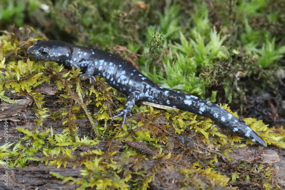 Blue spotted salamander