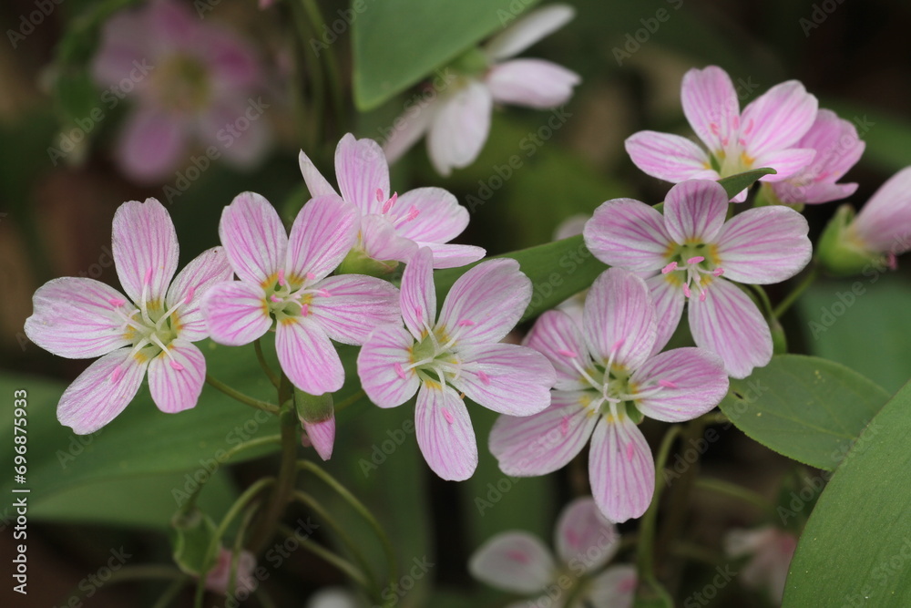 Spring beauty woodland flowers Claytonia Virginica Spring beauty woodland flowers Claytonia Virginica