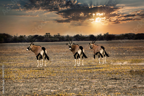 herd of oryx antelope running in the desert at sunset, dusty trail photo