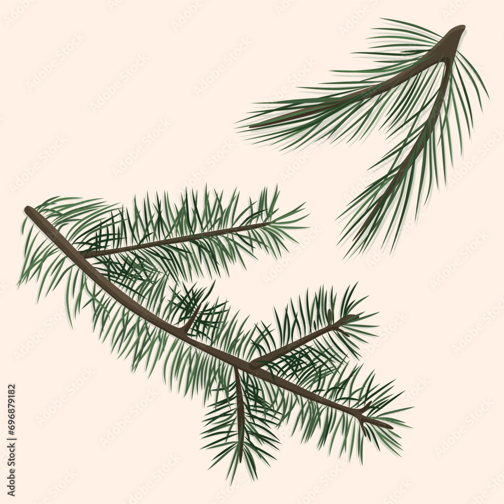 Obraz premium Fir and pine branch hand drawn in vector